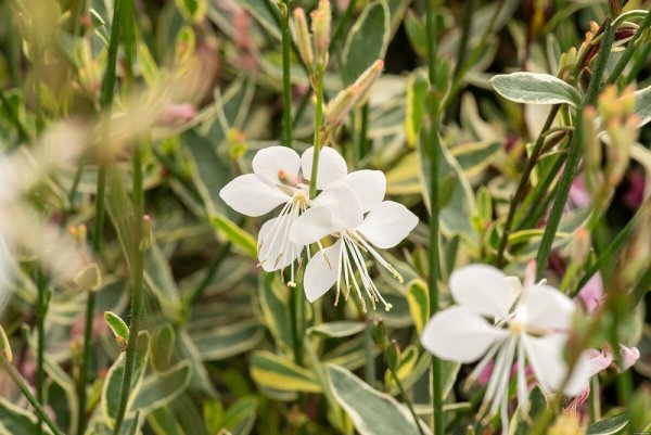 GAURA LIND. CORRIES GOLD