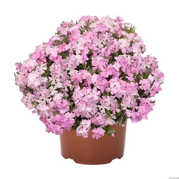 PHLOX SUBULATA SPRING SOFT PINK