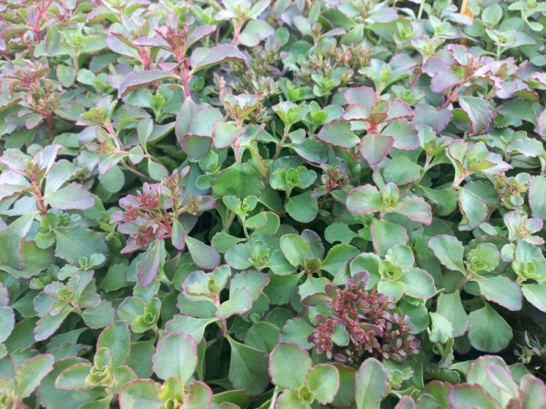 SEDUM  SPURIUM VOODOO