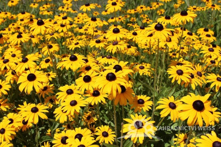 RUDBECKIA FULGIDA GOLDSTURM