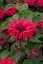 MONARDA HYBRIDA BEE-HAPPY