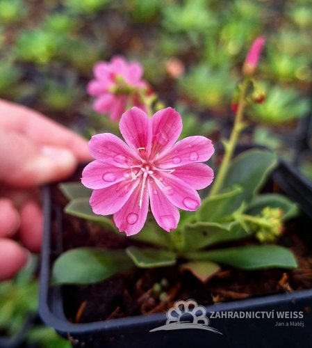 LEWISIA ELISE BRIGHT MIX