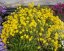 TAŘICE HORSKÁ - ALYSSUM MONTANUM GOLDEN SPRING