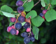 MUCHOVNÍK - AMELANCHIER LAMARCKII