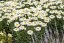 KOPRETINA LEUCANTHEMUM x SUPERBUM SNOW CAP