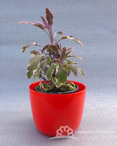 ŠALVĚJ TRICOLOR - SALVIA OFFICINALIS TRICOLOR