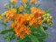 KLEJICHA - "ASCLEPIAS TUBEROSA"