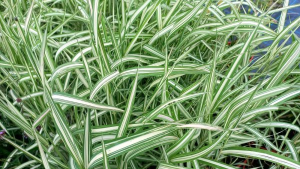 PHALARIS ARUNDINACEA FEESEY - CHRASTICE RÁKOSOVITÁ
