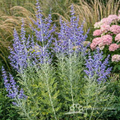 PEROVSKIE LEBEDOLISTÁ – PEROVSKIA ATRIPLICIFOLIA ‘BLUE HAZE’