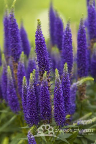 VERONICA SPICATA ROYAL CANDLES