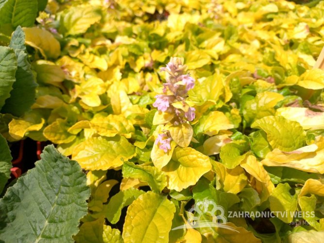ZBĚHOVEC PLAZIVÝ - AJUGA GOLD CHANG