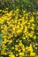 PUPAVKA - OENOTHERA AFRICAN SUN