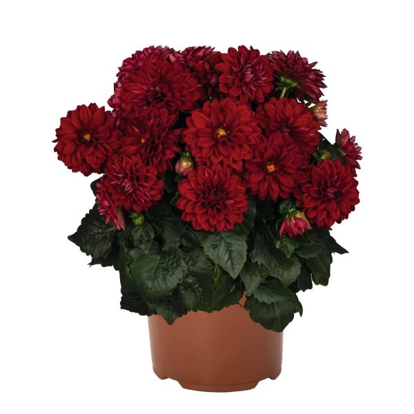 JIŘINA – DAHLIA NOVATION RED