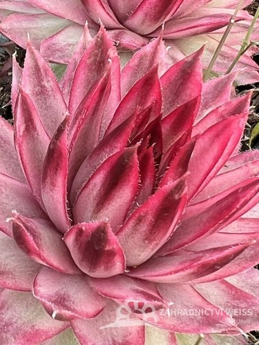 NETŘESK - SEMPERVIVUM CAPRICORN