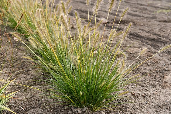 PENNISETUM ALOPECUROIDES GELBSTIEL