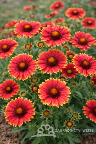 GAILLARDIA ARISTATA - KOKARDA ARIZONA RED SHADES
