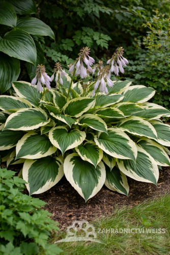 HOSTA HYBR. PATRIOT