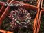 NETŘESK – SEMPERVIVUM MINT MARVEL