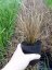 CAREX RED ROOSTER