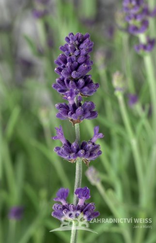 LAVANDULA ANGUSTIFOLIA -  LEVANDULE - BLUE SCENT EARLY