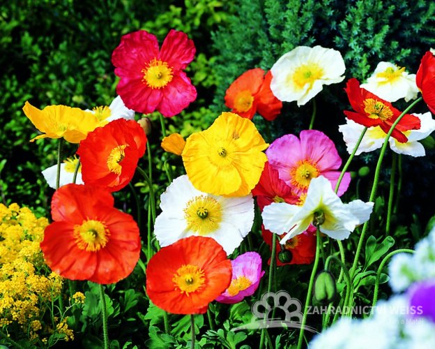 MÁK LYSÝ - 'PAPAVER NUDICAULE'