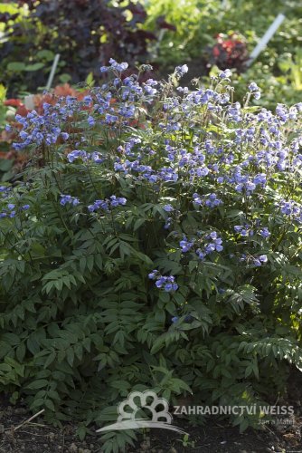 JIRNICE - POLEMONIUM HEAVEN SCENT