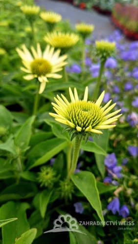 ECHINACEA PURP. PRAIRIE SPLENDOR COMPACT WHITE