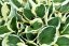 HOSTA HYB. MINUTEMAN