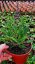 SALVIA HYB. CARINA