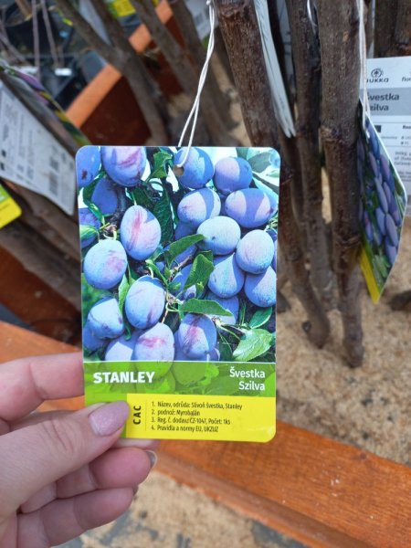 ŠVESTKA – STANLEY