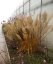 TŘTINA CHLOUPKATÁ - CALAMAGROSTIS BRACHYTRICHA