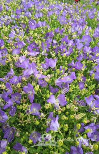 ZVONEK KARPATSKÝ - CAMPANULA KARPATICA AVIDA BLUE
