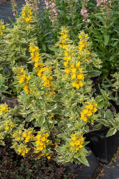 VRBINA - LYSIMACHIA ALEXANDER