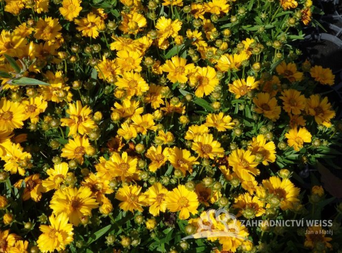 KRASNOOČKO - COREOPSIS CASTELLO COMPAKT YELLOW