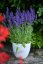 SALVIA HYB. CARINA