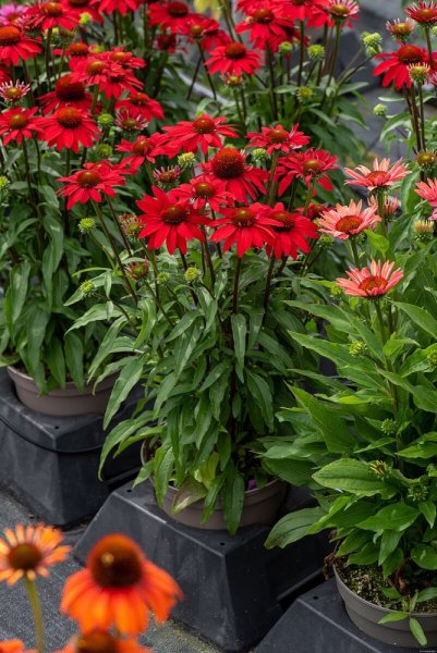 ECHINACEA SUNMAGIC FANTASTIC SCARLET
