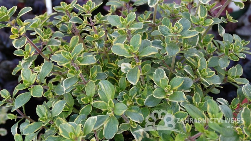 TYMIÁN CITRONOVÝ – THYMUS GOLDEN LEMON