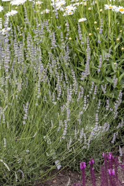 LEVANDULE PROSTŘEDNÍ - LAVANDULA INTERMEDIA GRAPPENHAL