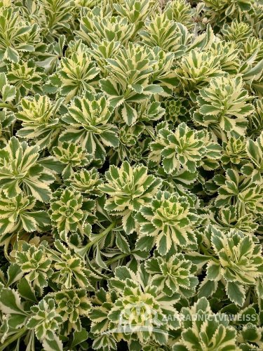 SEDUM TAKESIMENSE ATLANTIS