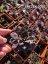 NETŘESK – SEMPERVIVUM BIG SAM PURPLE QUARTZ