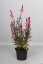 GAURA FLAMINGO PINK