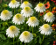 ECHINACEA PURPUREA - DELICIOUS NOUGAT