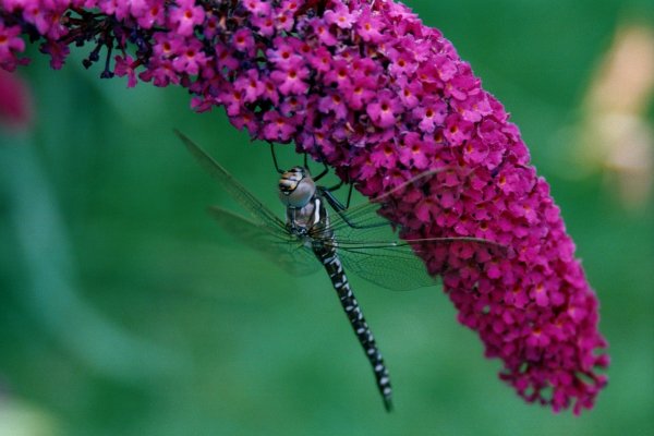 MOTÝLÍ KEŘ - BUDDLEJA DAVIDII ROYAL RED
