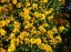 KRASNOOČKO - COREOPSIS CASTELLO COMPAKT YELLOW