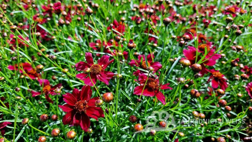 KRÁSNOOČKO - COREOPSIS VERTICILLATA RUBY RED