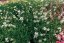 GAURA LINDHEIMERI – GEYSER WHITE