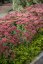 SEDUM HYBRIDUM HERBSTFREUDE