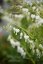SRDCOVKA NÁDHERNÁ - DICENTRA SPECTABILIS ALBA