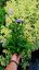 STOKESIA LAEVIS MEL´S BLUE