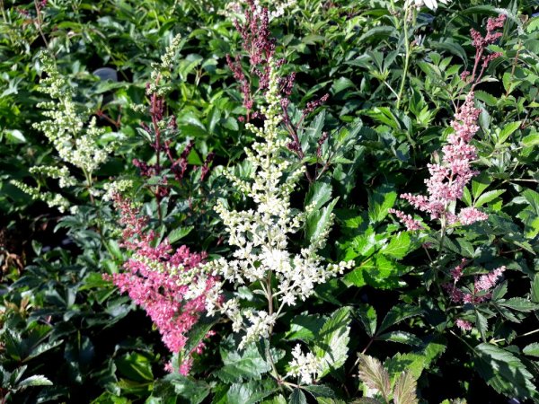 ASTILBE ASTARY MIX - ČECHRAVA - MIX BAREV